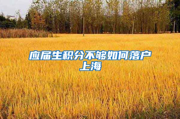 应届生积分不够如何落户上海